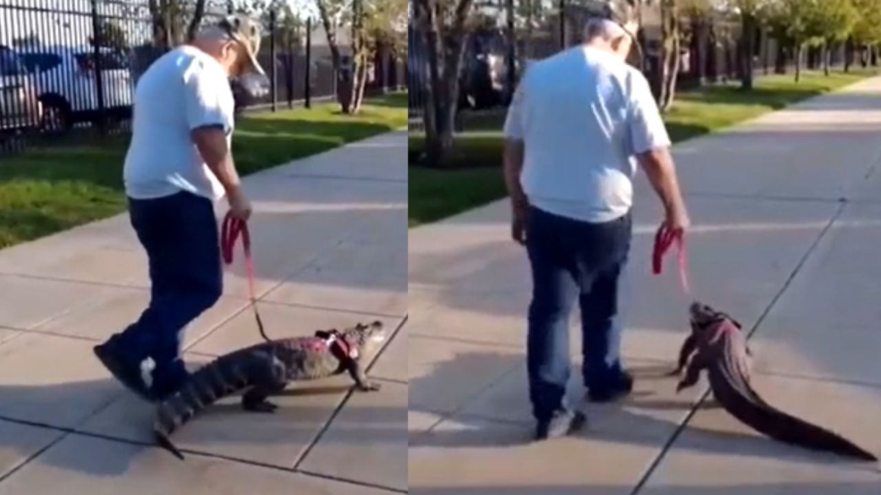Imagen de 'Me ayuda con la depresión': hombre pasea con un caimán por las calles y asegura que es su amigo