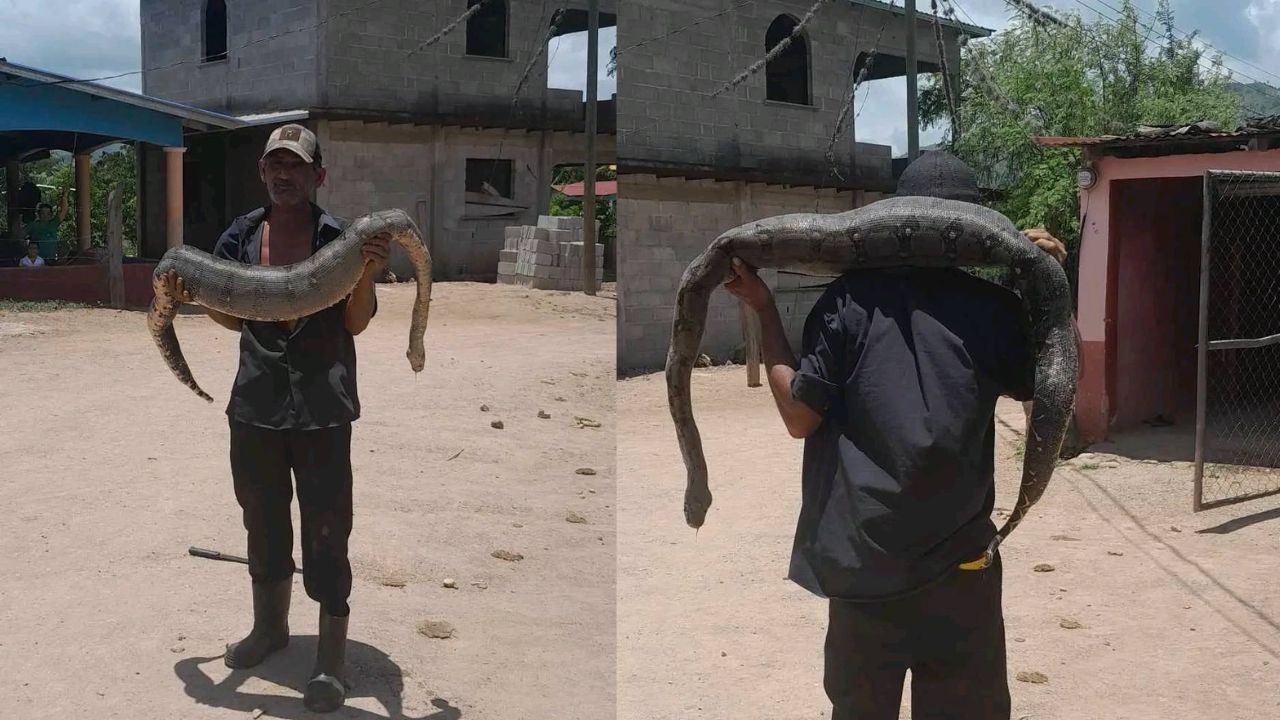 FOTOS: Hondureño carga enorme boa y posa con ella en Olancho