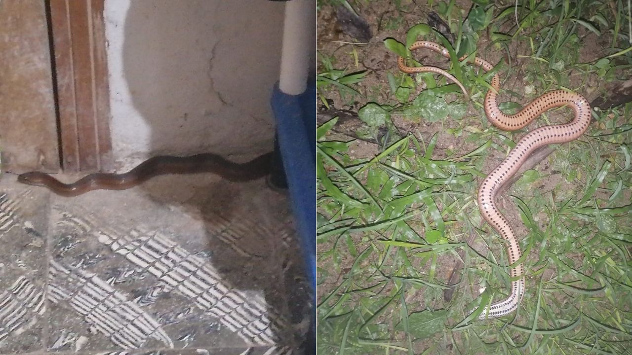 Hondureño se encuentra con una extraña serpiente en Atlántida