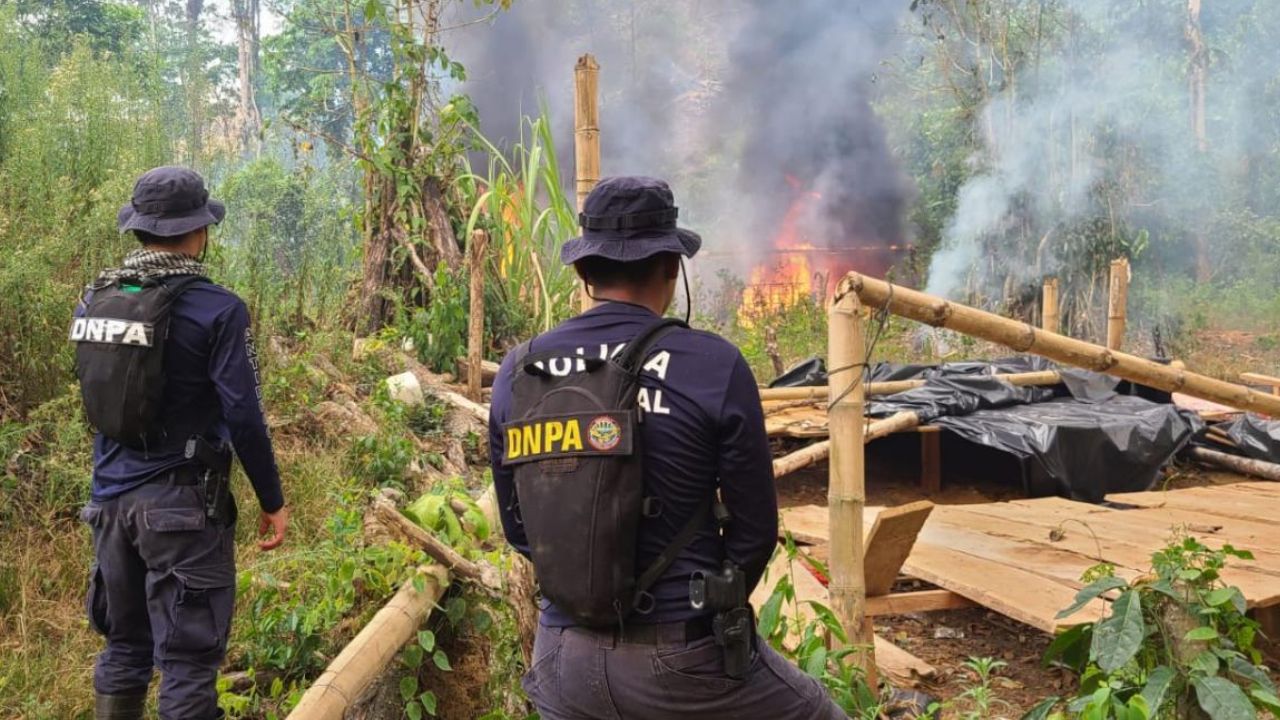 Imagen de Incineran 198 mil plantas de hoja de coca en el oriente de Honduras