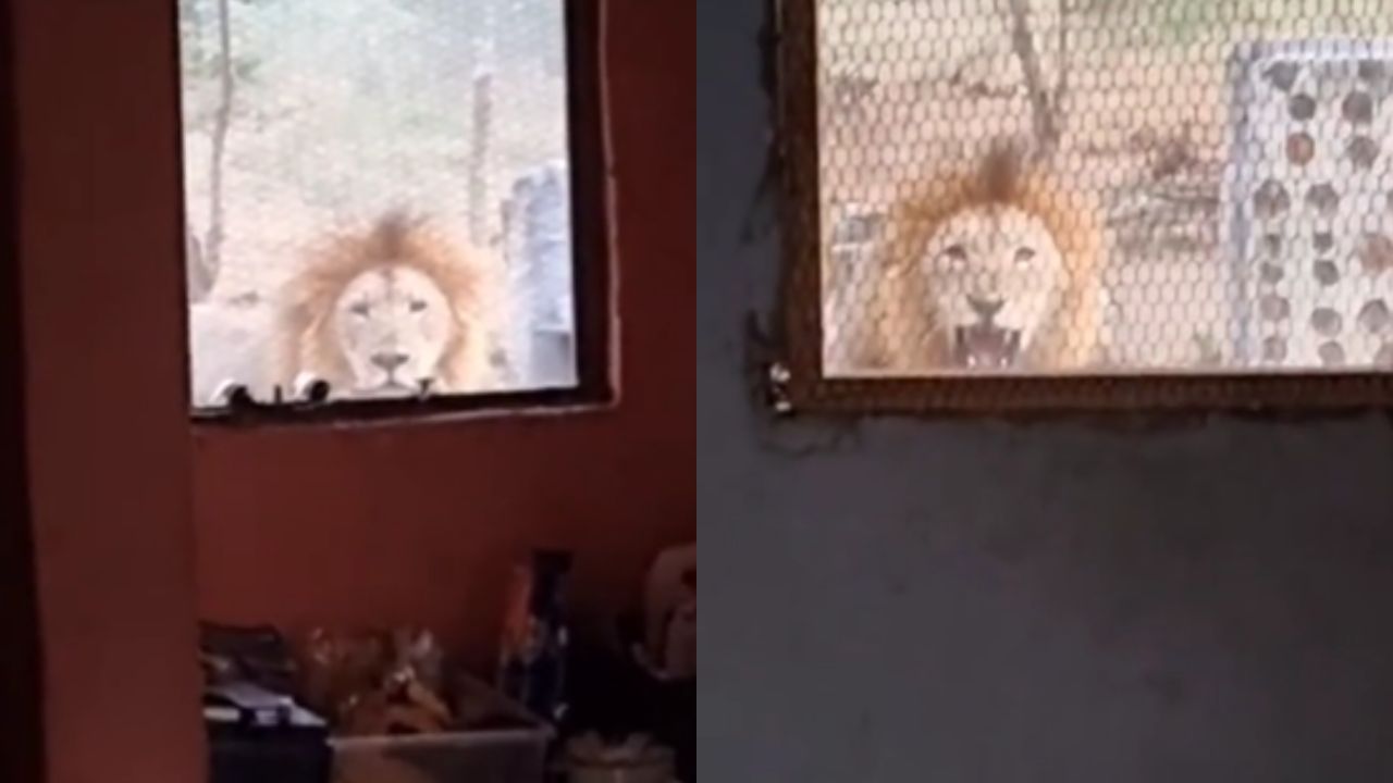 Una visita inusual: un león casi ingresa a la vivienda de un hombre