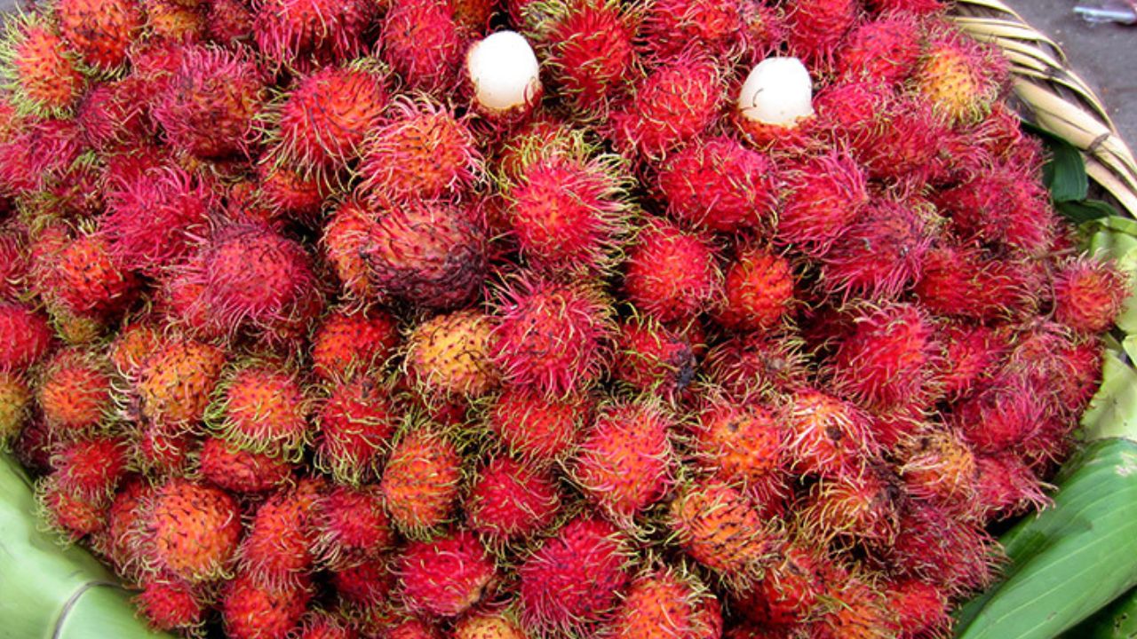 Imagen de Niño hondureño de 2 años perdió la vida tras atragantarse con una semilla de 'licha'