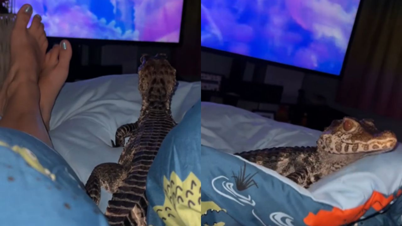 ¡De locos! Mujer tiene un caimán de mascota; hasta ve películas con el animal