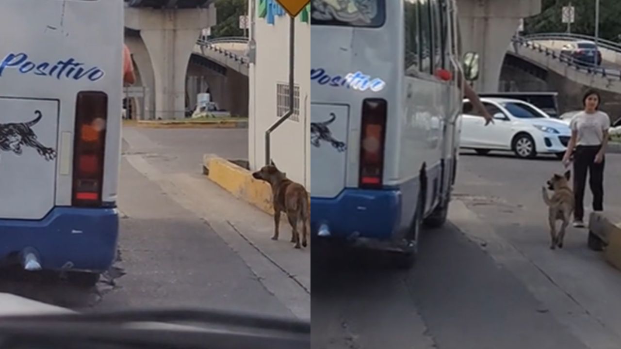 Imagen de VIDEO: Perrito persigue un bus 'rapidito' en el que iba su dueño en Tegucigalpa