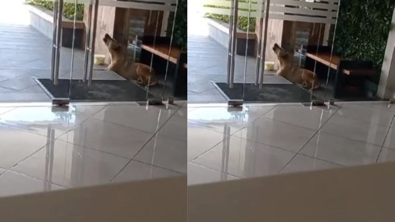 Aullando de tristeza captan a perrito abandonado por sus amos en edificio de Tegucigalpa