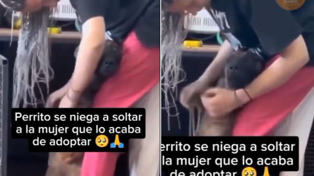 ¡Perro agradecido!, se niega soltar a mujer que lo acababa de adoptar, mira el video