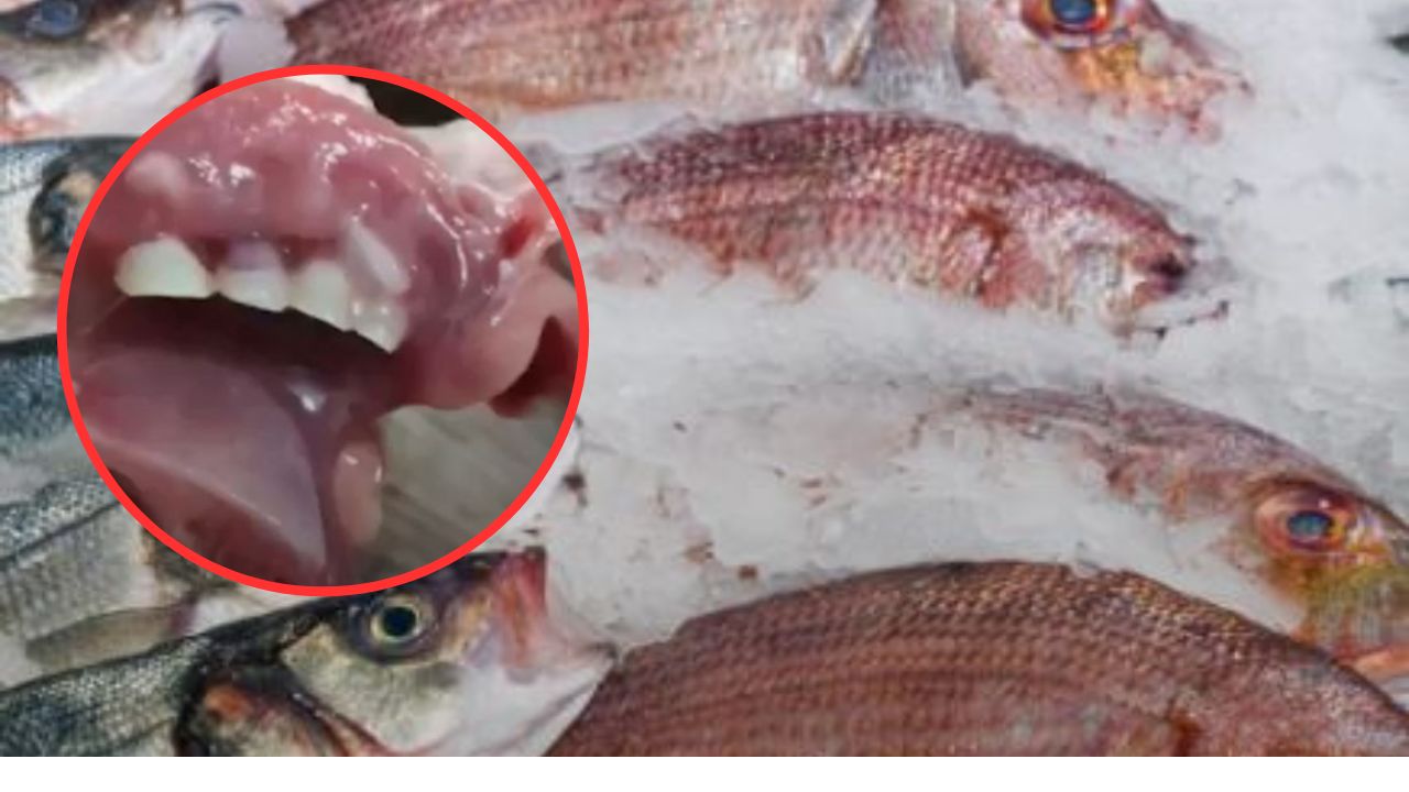 Imagen de Imagen: Aparece pescado con dientes humanos; mujer lo compró para comer