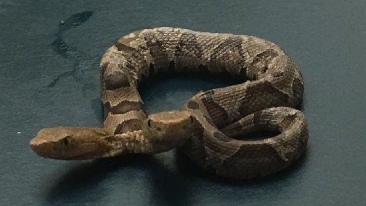 Imagen de Hallan serpiente sobre división de madera en vivienda de Choluteca