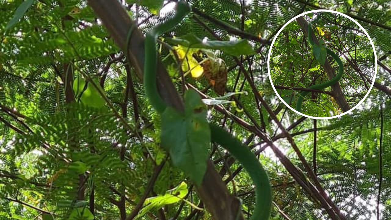 Encuentran un bejuquillo verde colgado de un árbol en Gracias a Dios