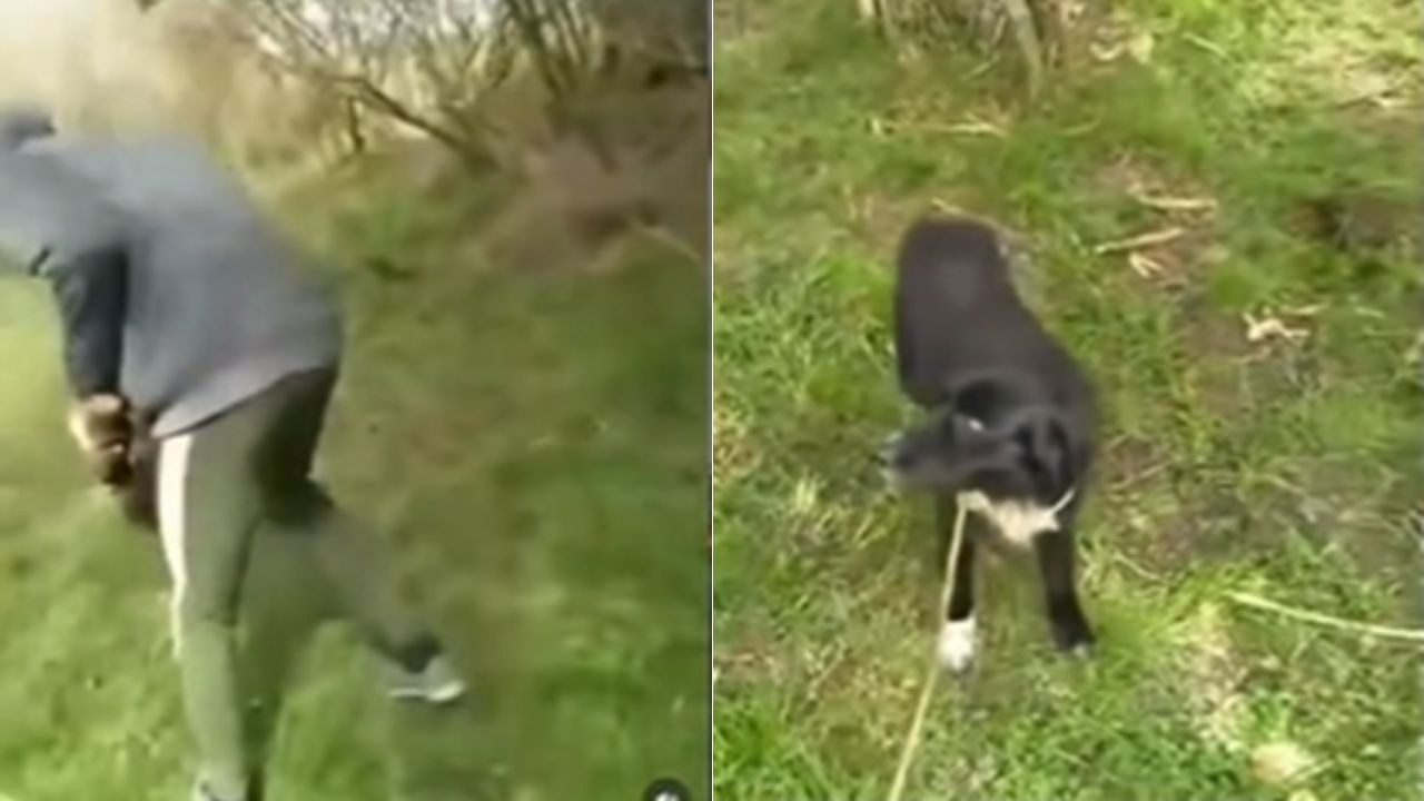'Video del perro y el tronco', ¿De qué trata la grabación y quién es Dylan Santa Cruz?
