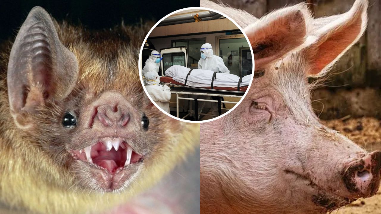 Imagen de Virus Nipah: todo sobre esta enfermedad mortal procedente de los cerdos y murciélagos