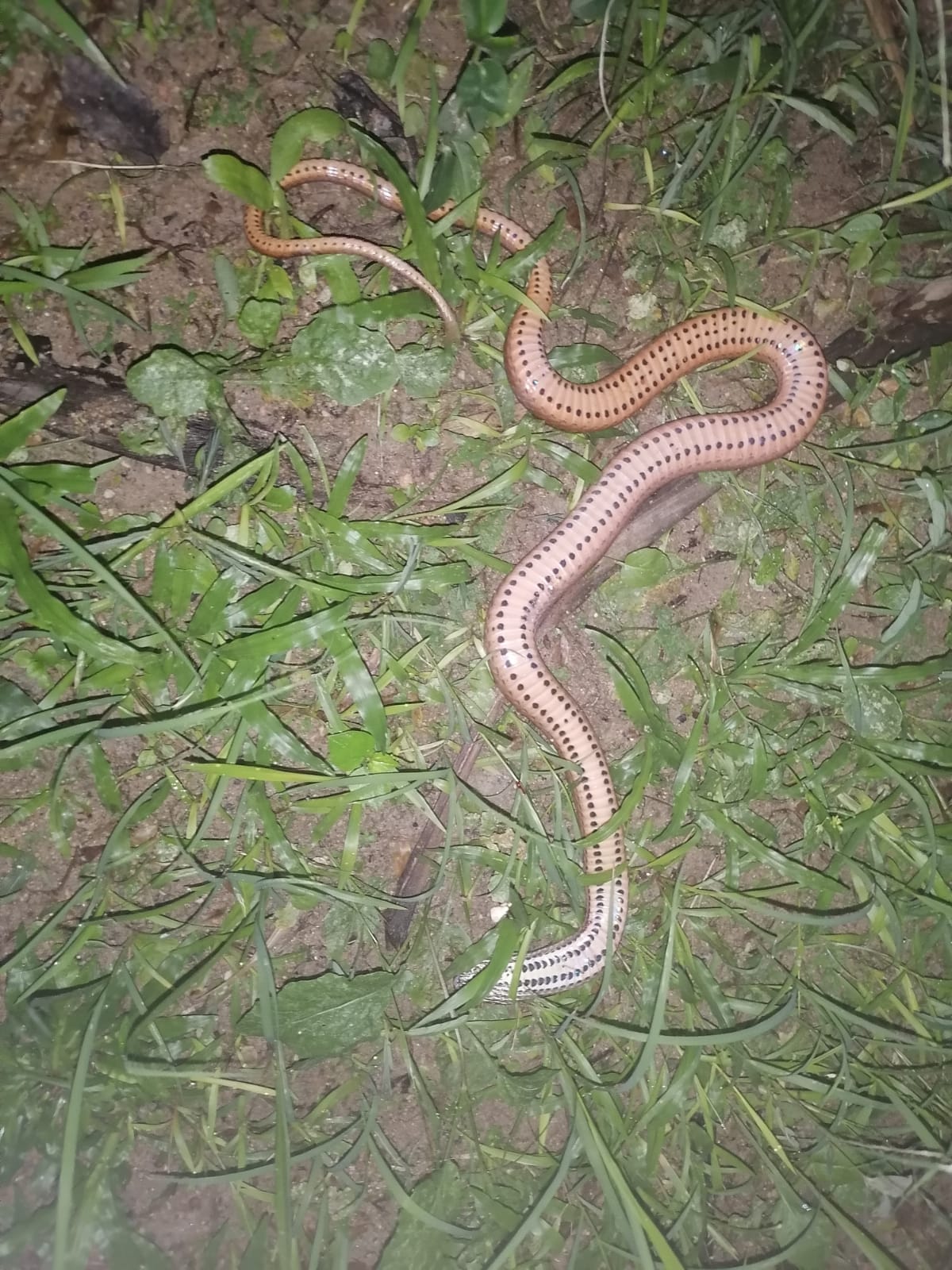 Extraña serpiente encontrada. Foto: Redes sociales