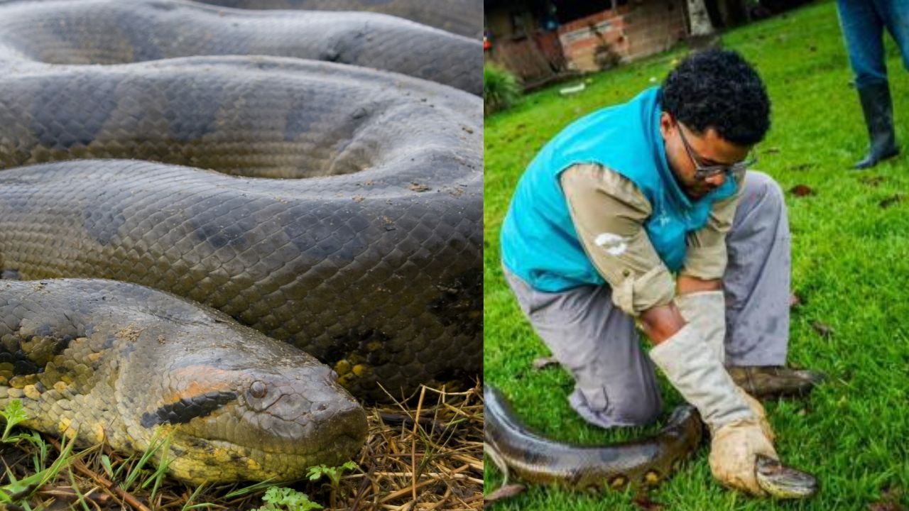 'Se comía gallinas, terneros y gansos', encuentran una anaconda en una granja
