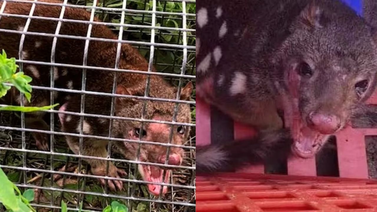 Encuentran a 'aterrador animal' que se creía extinto hace más de 130 años