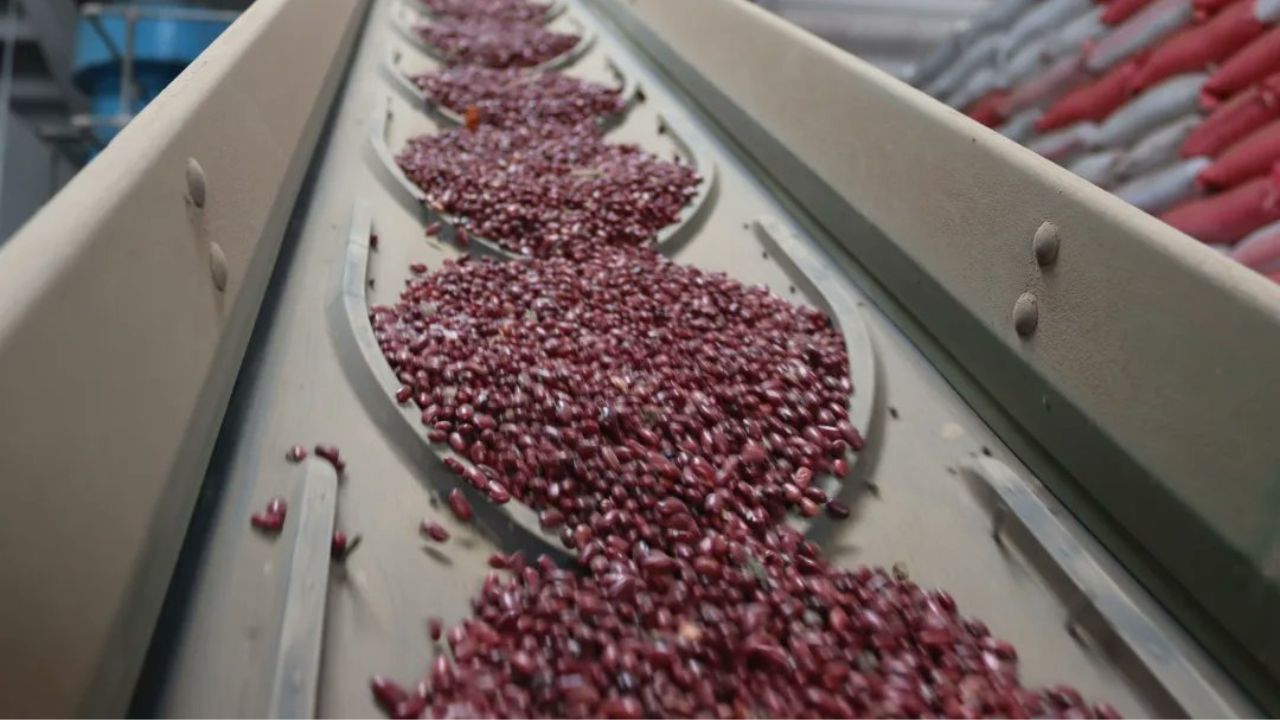 IHMA adquiere 7,000 quintales de frijol para abastecer reserva estratégica
