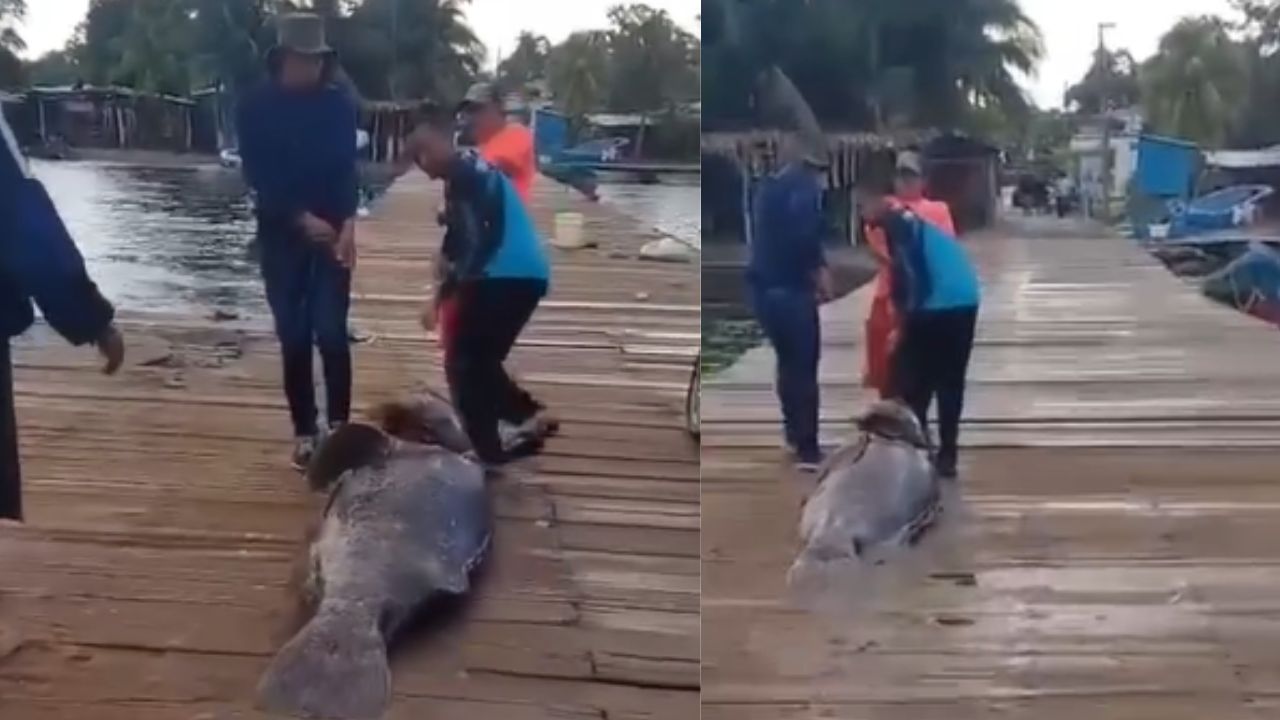 VIDEO: Pescadores atrapan gigantesco pez en Omoa, Cortés