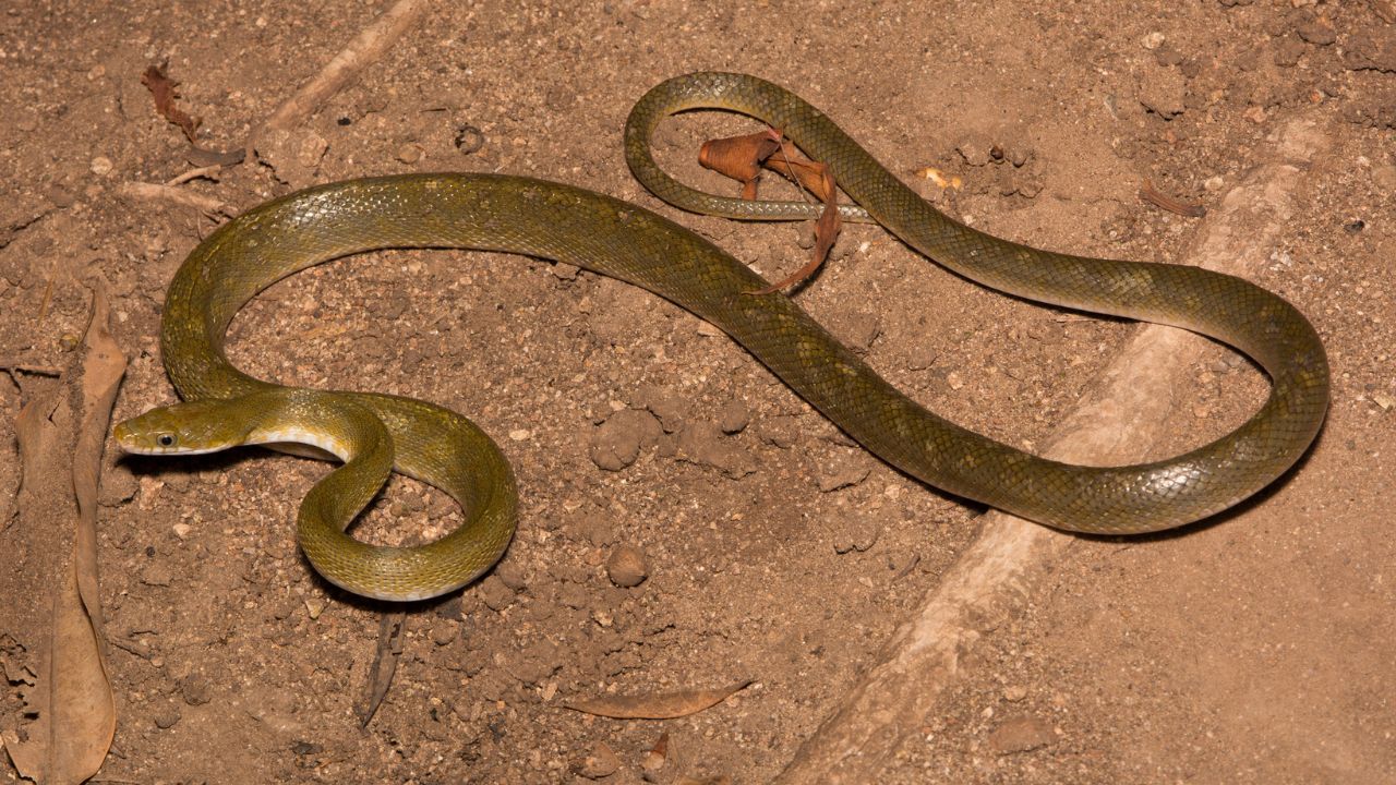 VIDEO: Hallan una serpiente ratonera en farmacia de Honduras