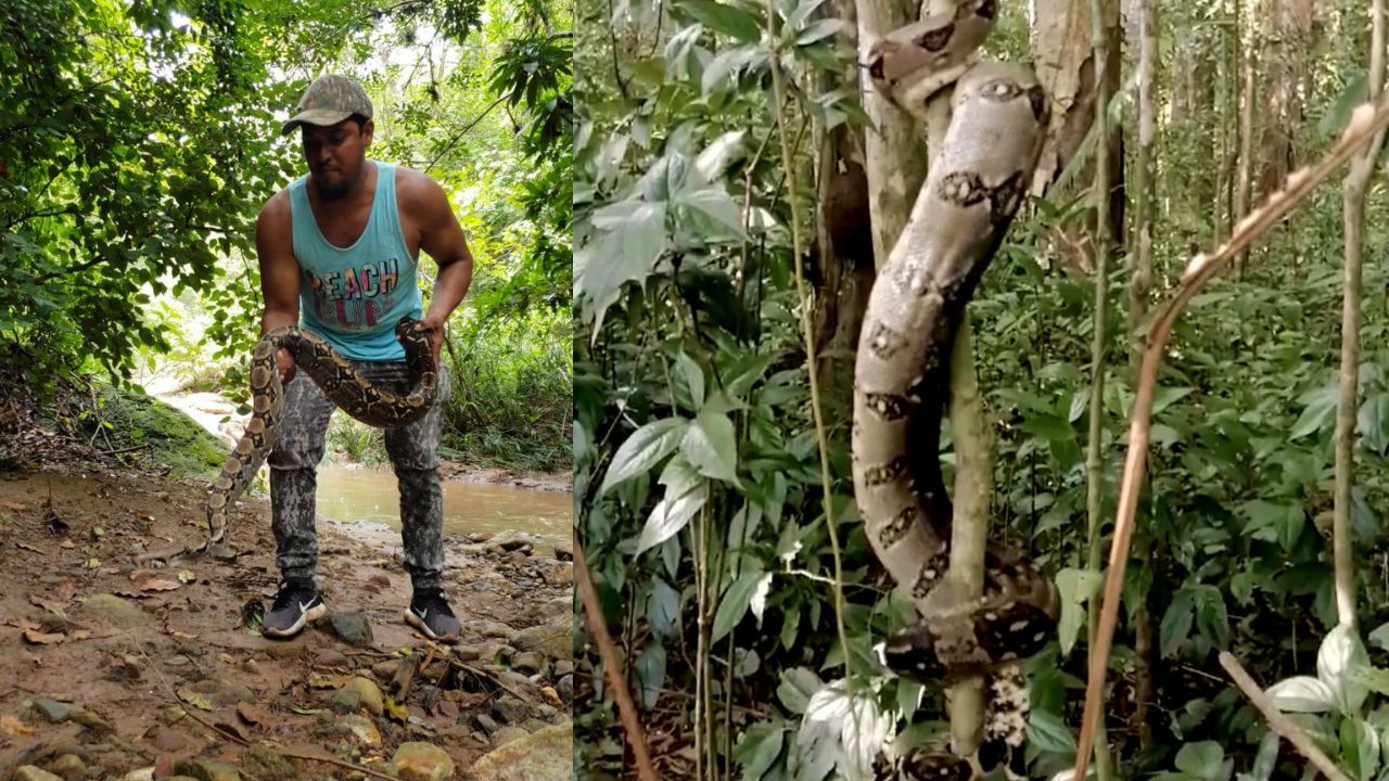 Encuentran enorme boa en la cuenca del Río Cangrejal; hasta fotos se toman con ella