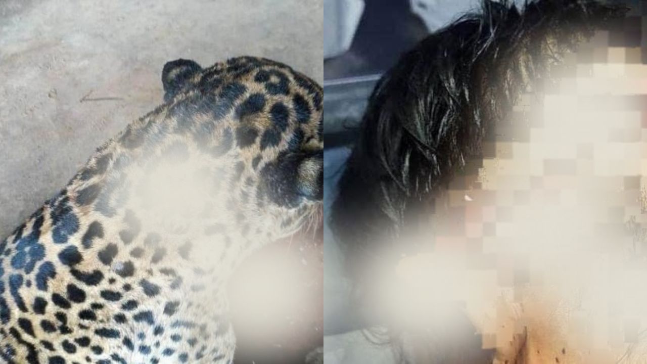 Imágenes sensibles: jaguar atacó a joven presuntamente en Choluteca