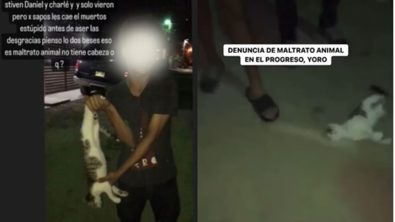 Repudio causa vídeo de estudiantes de El Progreso, Yoro, matando a un gato