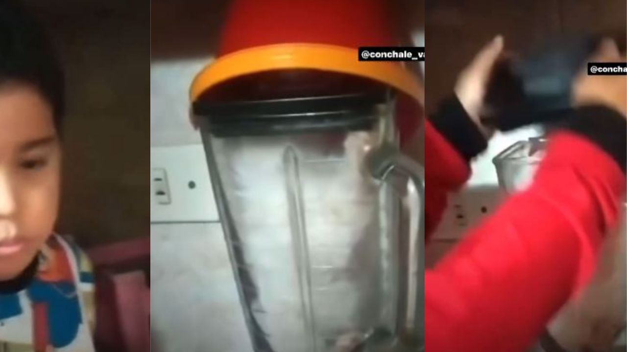 VIDEO: Niño mete gato familiar dentro de una licuadora, así reaccionó su madre