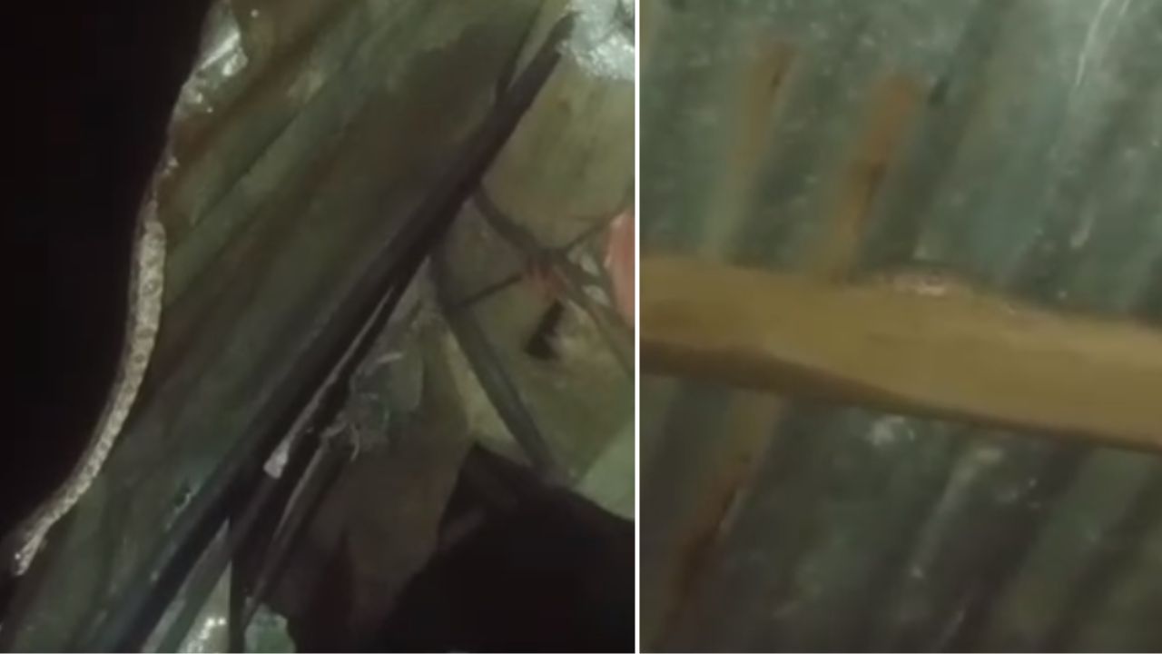 'La vi en el techo', mujer grabó a boa que encontró en su casa en Roatán