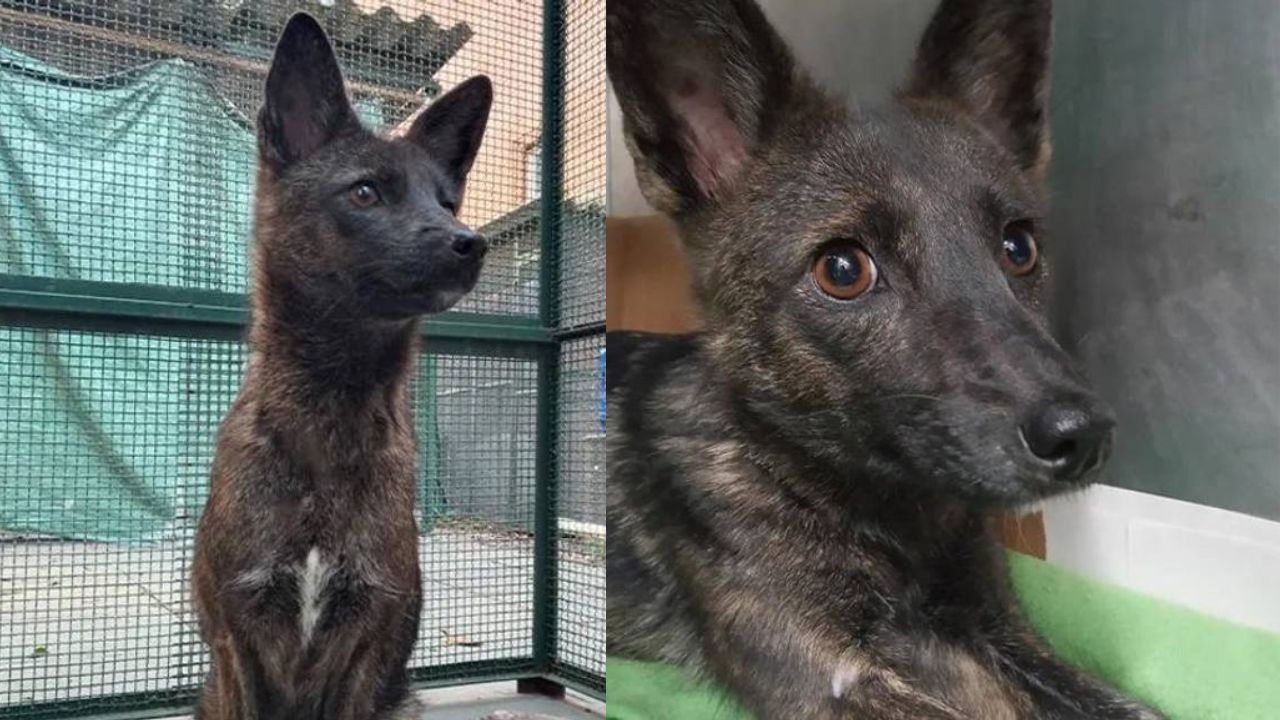¡Insólito! Descubren extraña especie animal; lo encontraron atropellado