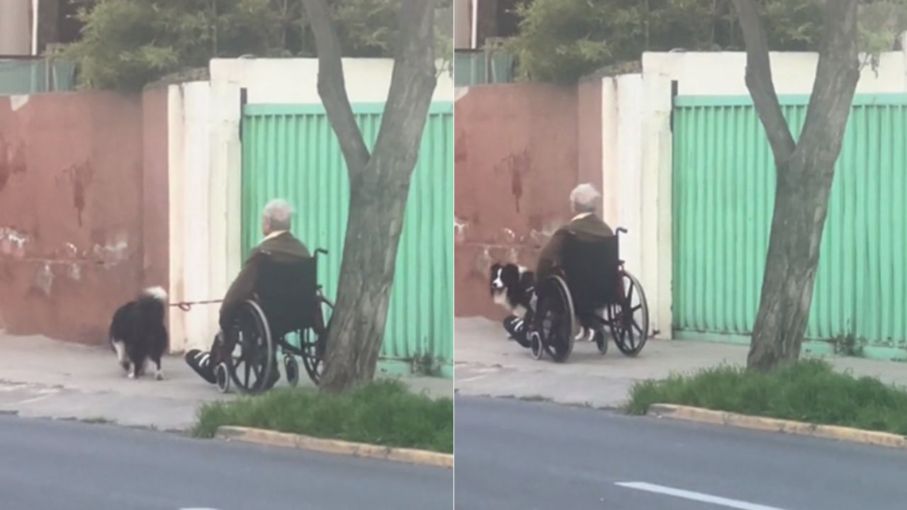 'Amor del bueno': perrito guía a su dueño que recorre las calle en silla de ruedas
