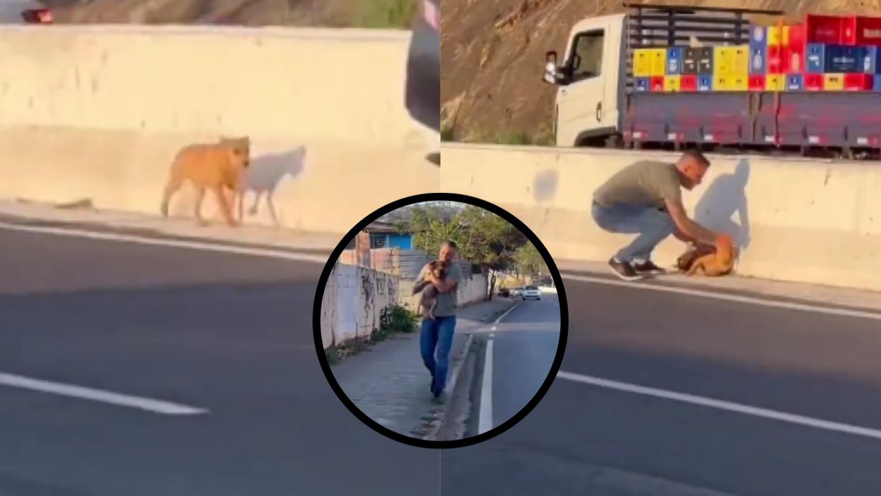 Aún existen héroes: Pareja rescata a un perro que deambulaba por una carretera en Brasil