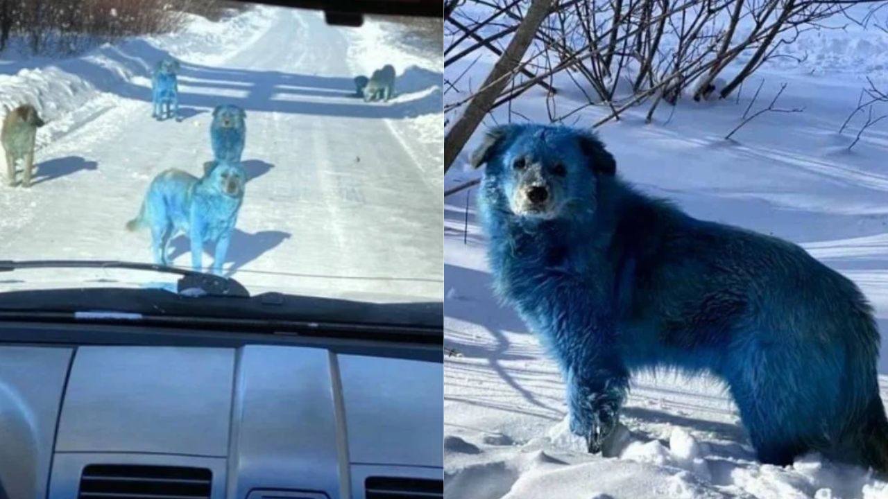 ¿Señales de los últimos tiempos? misterio causa hallazgo de perros azules