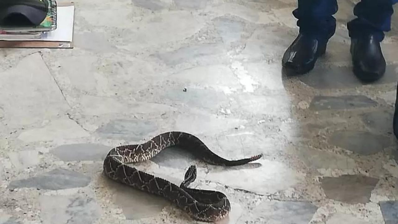 Video:  hallan serpiente venenosa en coche de bebé, a tiempo la descubrieron