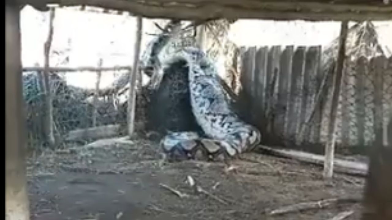 Capturan enorme serpiente en patio de una casa en India