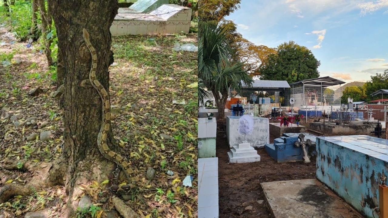 Hombre fue al cementerio y se encontró a una boa imperator en Choluteca