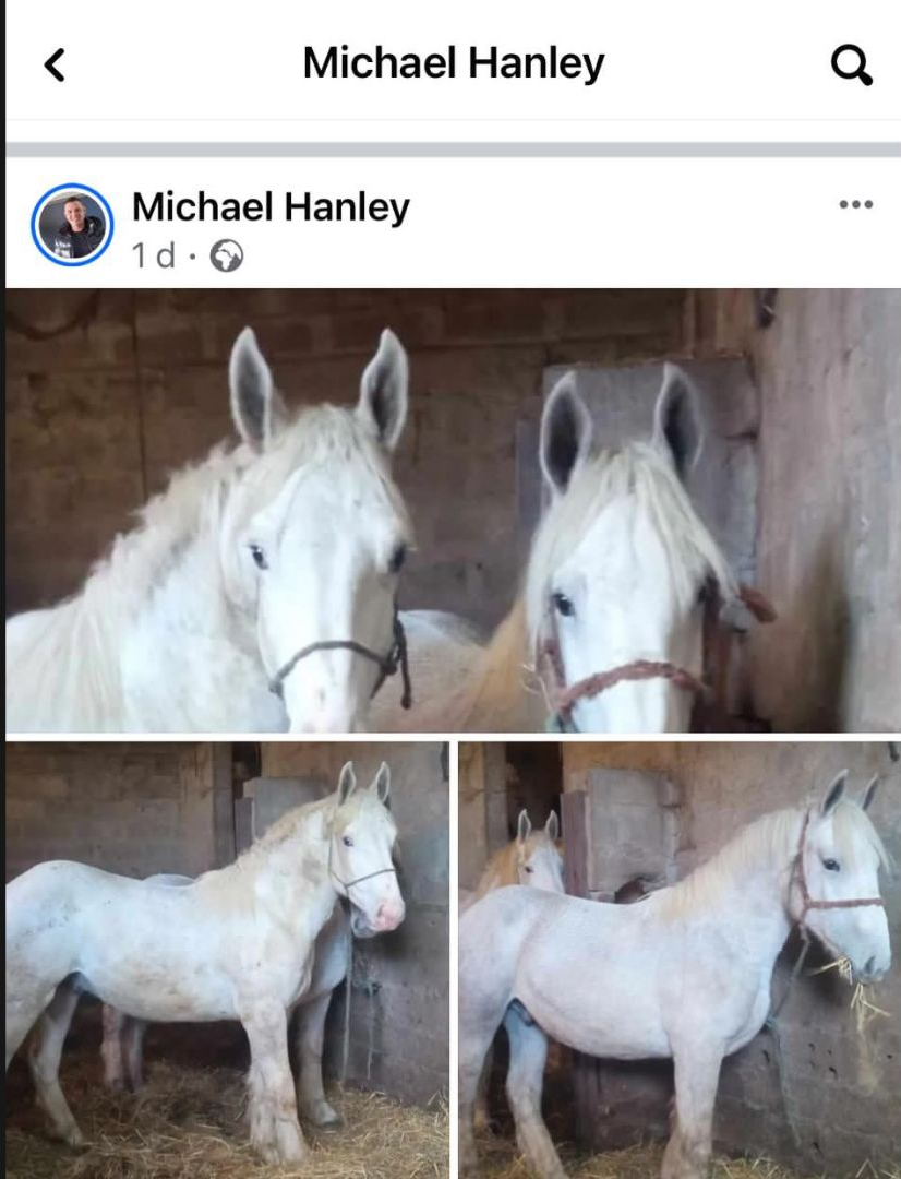 Publicación de Michael Hanley sobre sus caballos. Foto: Redes sociales