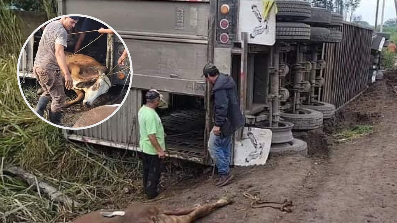 Imágenes sensibles: Mueren más de 20 vacas tras volcarse rastra en que se transportaban en Copán