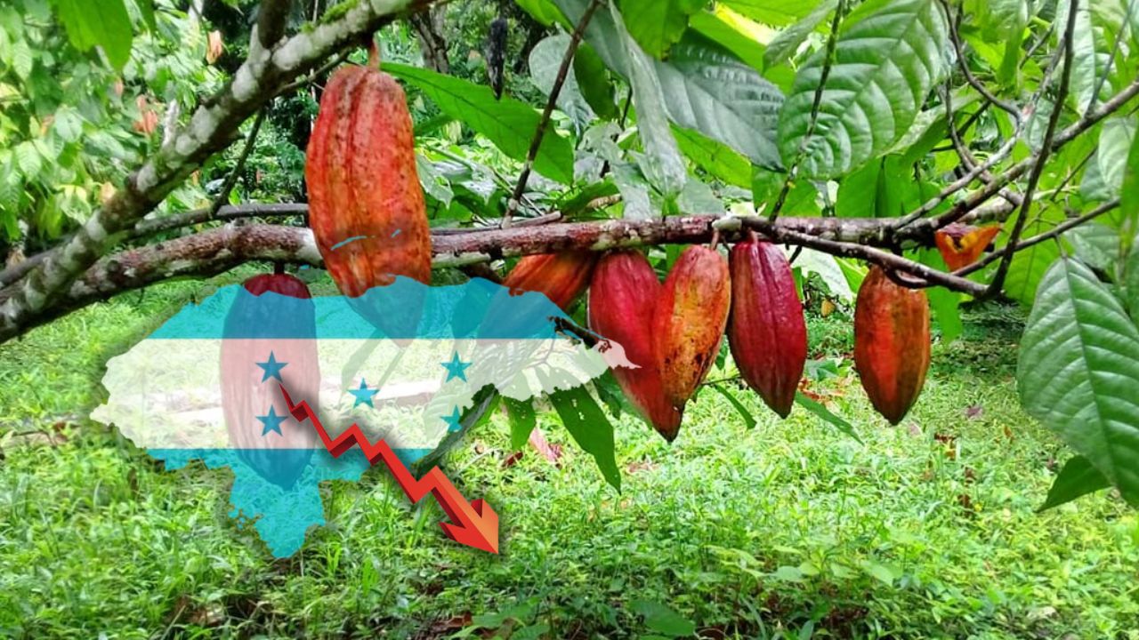 Pérdidas de 34% reportan productores de cacao en el norte de Honduras