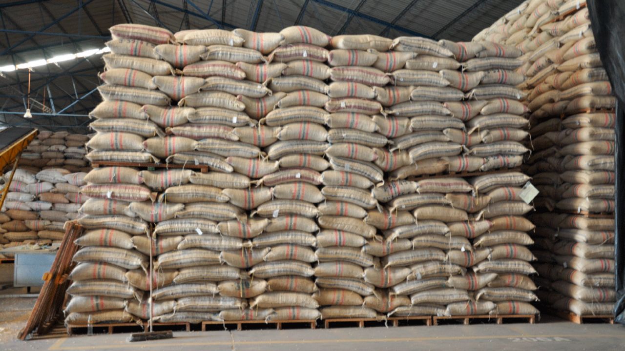 Producción colombiana de café cayó a 10.6 millones de sacos de 60 kilogramos en 2023