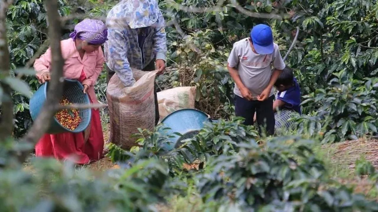 Preocupación entre productores de café por falta de mano de obra para el corte del grano