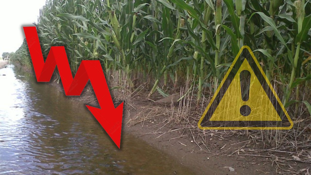 Cultivos de caña de azúcar y ocra resultan severamente dañados tras el paso de las lluvias