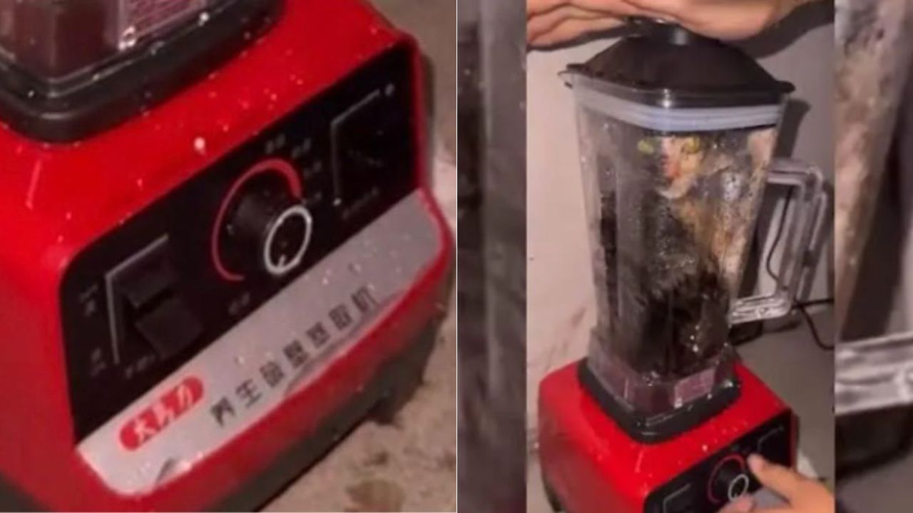 El gato en la licuadora Twitter video completo, ¿de qué trata la grabación?