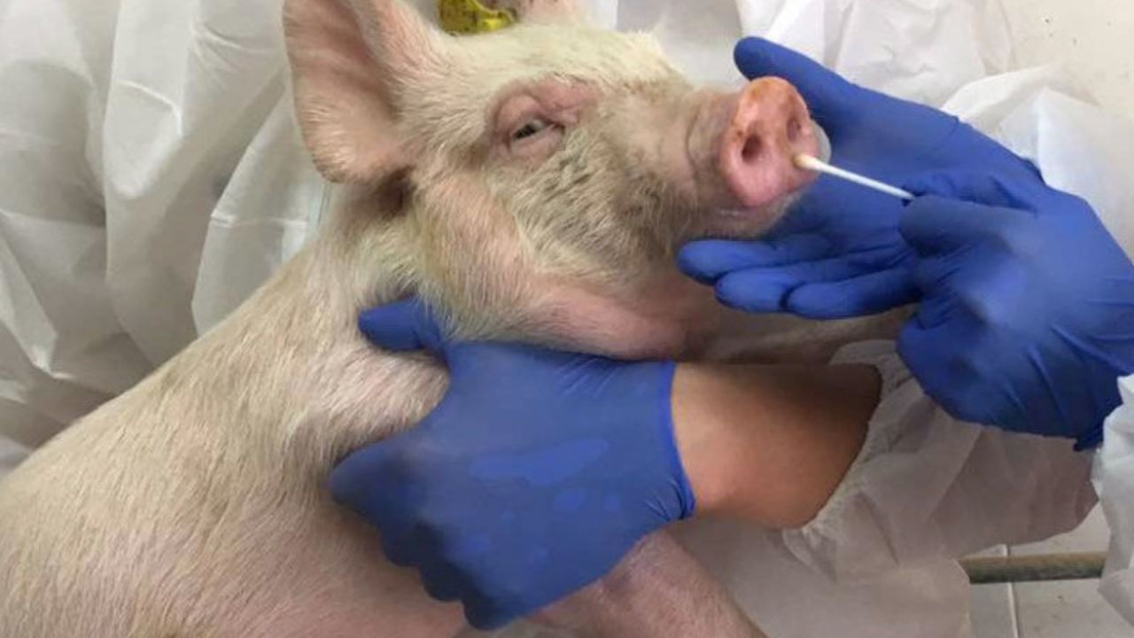 Confirman el primer caso de gripe porcina en un ser humano en el Reino Unido