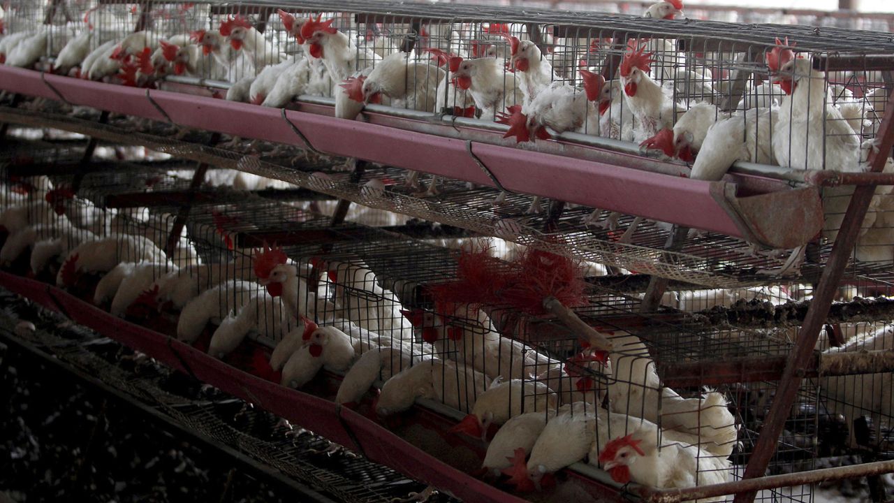 México levanta cuarentena tras casos de gripe aviar AH5 en estado norteño de Sonora