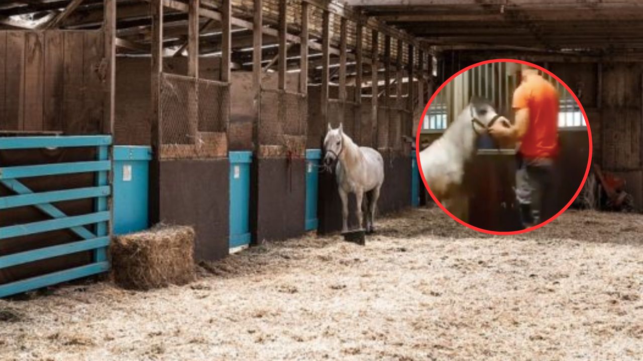 Horse video Twitter, ¿de qué trata la grabación y por qué se le relaciona con Michael Hanley?