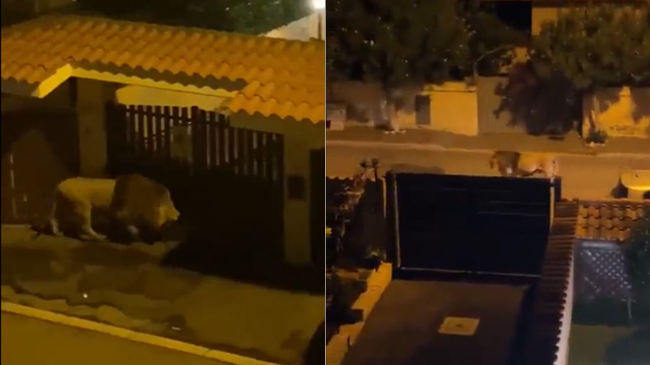 Imagen de Un león se escapa de un circo en Italia y se pasea entre las casas