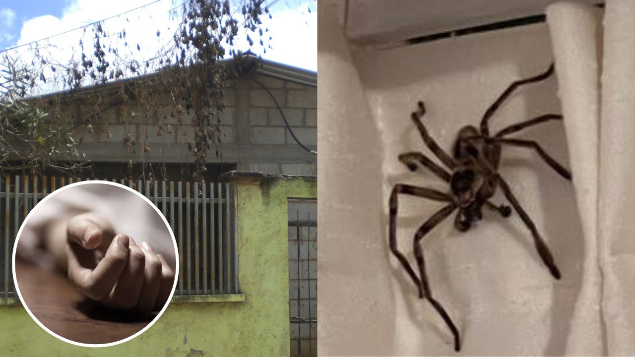 Mujer muere por mordedura de araña en Intibucá