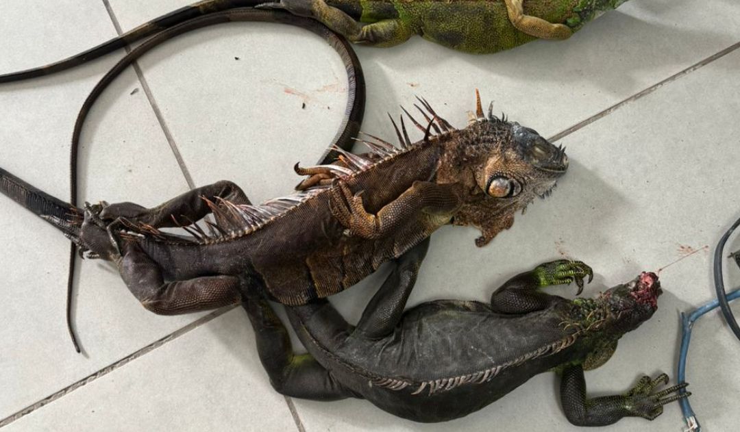 Imagen de cuerpo de nota