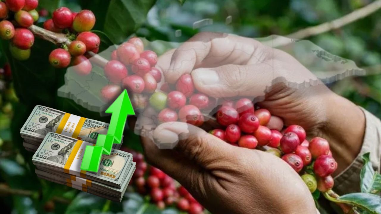 $ 36 millones deja en divisas la exportación de café al cierre de 2023