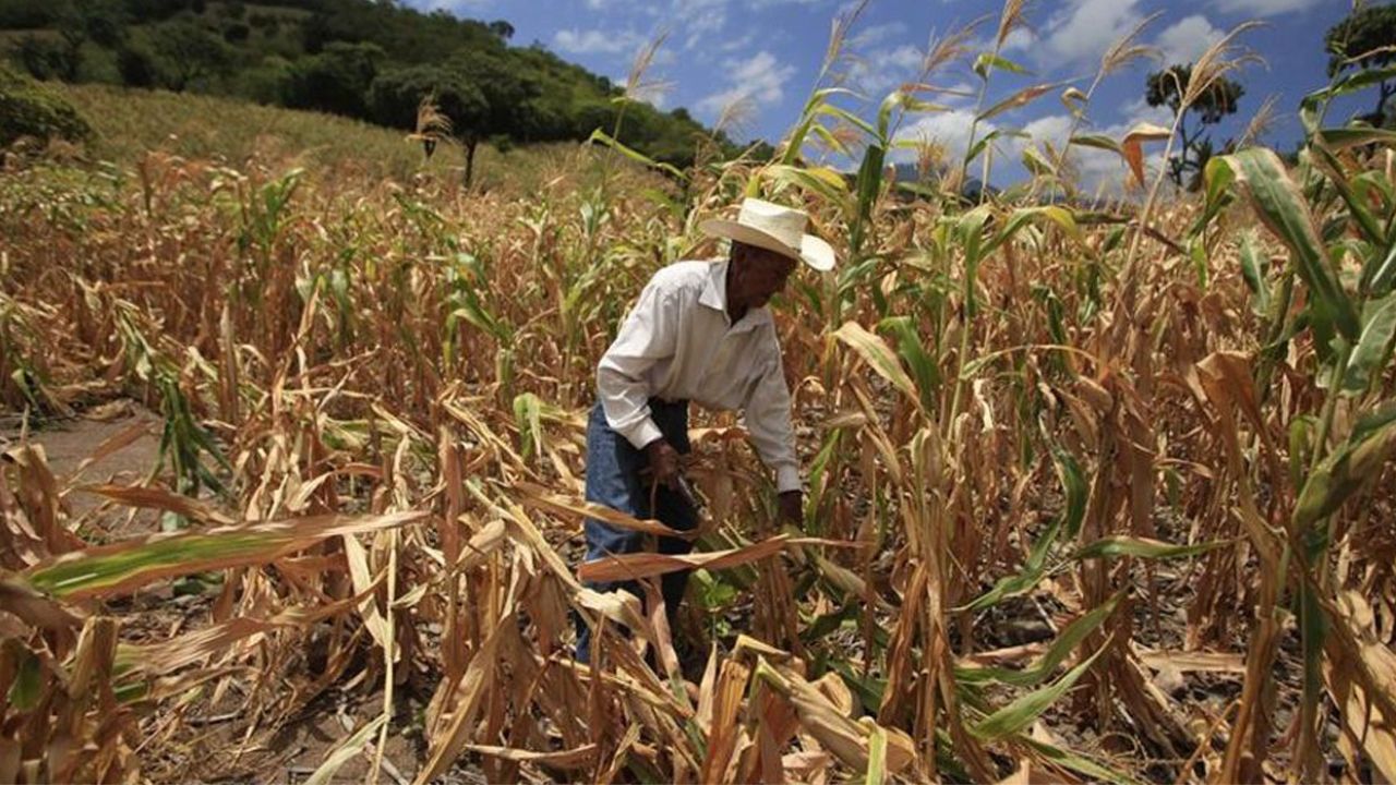 Productores piden al gobierno priorizar al sector agrícola para reducir la inseguridad alimentaria