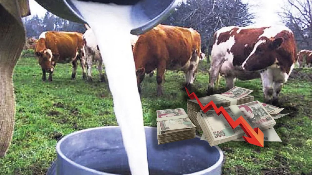 Caída de producción de leche deja pérdida de L 500,000 diarios, según ganaderos