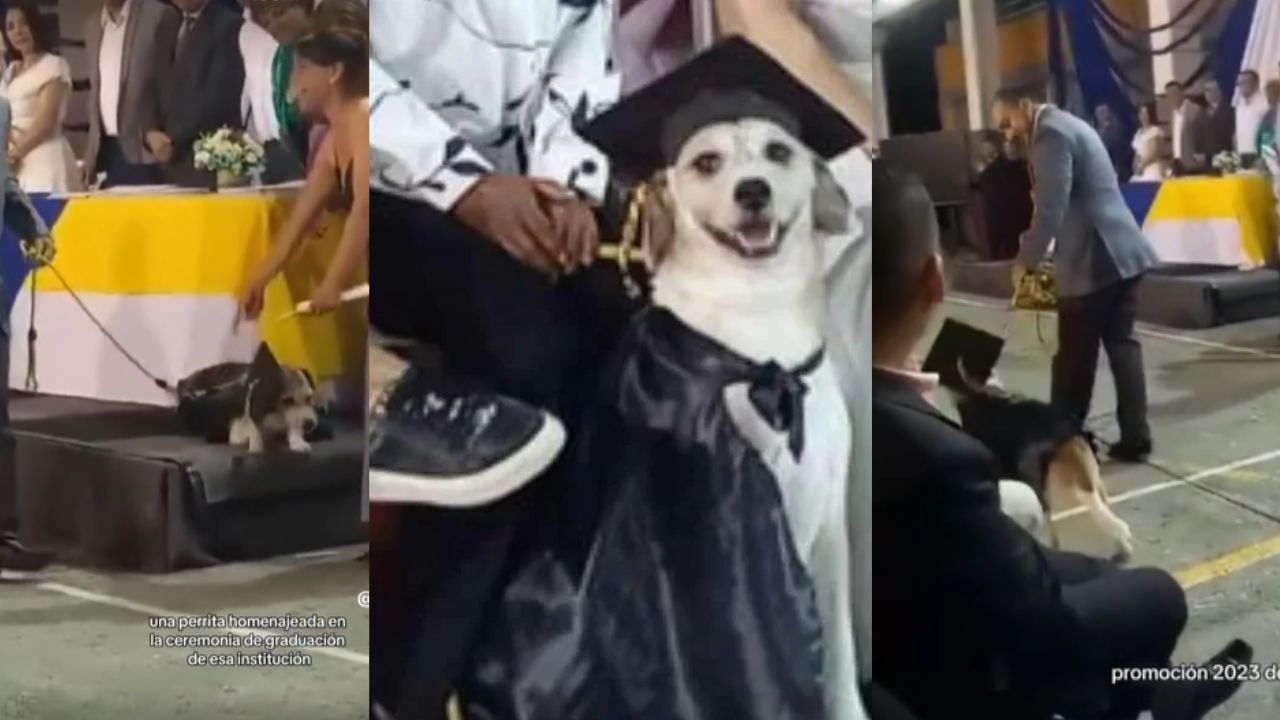 Imagen de ¡Conmovedor! Con toga y birrete, dueños gradúan a su perra en una escuela por su disciplina